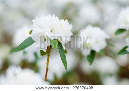 Blooming White Rhododendron Flowers, Woody Plants