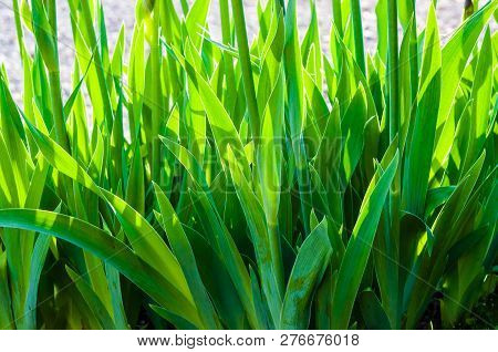 Close-up Of Stems With Leaves Of Growing Iris Flower. Iris Is A Genus Of Flowering Plants With Showy