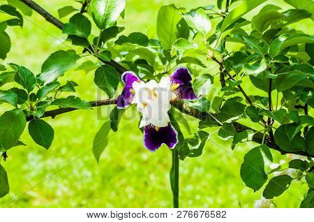 Gorgeous Iris Flower White Purple Violet Blooming Bud In Front Of Apple Tree Branch. Iris Is A Genus