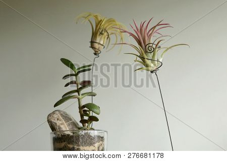 Air Plant, Tillandsia Ionantha, Houseplant Succulent No Pot. Tillandsias Are Low-maintenance Plants 