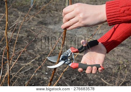 Gardener Hands Cutting Red Raspberry Plant Bush With Bypass Secateurs. Pruning Raspberry  Bush .