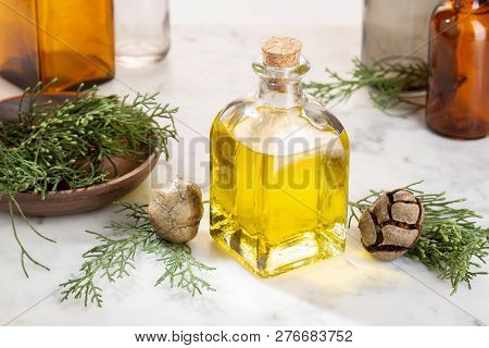 Cypress Essential Oil. Cypress Oil On Glass Bottle For Beauty, Skin Care, Wellness. Alternative Medi