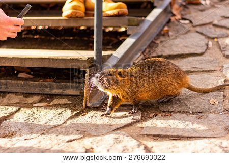 Closeup View Of Nutria Rat Animal. Tanned Nutria Is Playing With Tourist And Is Waiting For Feeding.