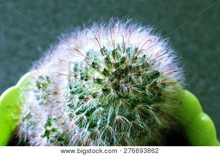 Close-up Of Golden Ball Cactus, Top View.