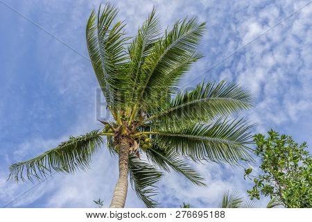 Coconut Palm On Blue Sky With White Clouds.