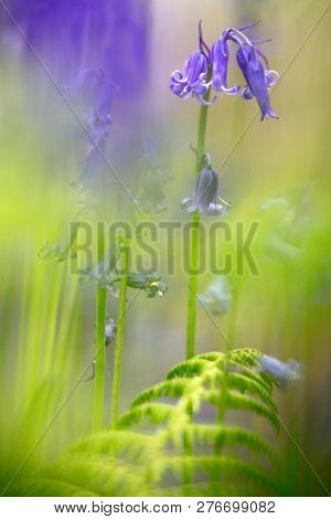 Violet blue bells, bluebell wild flower macro. Beautiful vivid and dreamy wildflowers in soft focus.