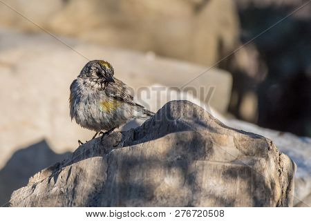Wet And Colorful Lesser Goldfinch Bird Perched On Rock Next To Stream After Bathing To Maintain Hyge