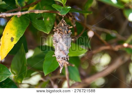 Butterfly Worm Pupa Oiketicus Kirbyi In Summer