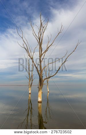 Dry Trees In The City Of Epecuen. Heaven And Water Are Confused On The Horizon. Salt Lake That Cause