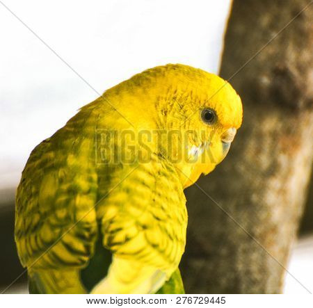 Budgerigar On Branch Yellow Of Budgerigar Parrot Pet In Bird Farm