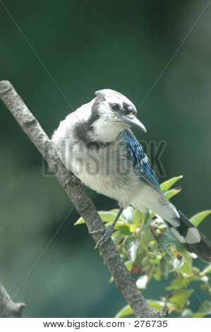 Bluejay