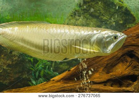 Large Fish Aravan Swims In The Aquarium. Horizontal Photography