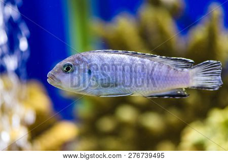 Fish Psevdotrofeus Of Socolofi Cichlid In The Aquarium