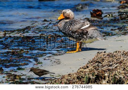 A Falkland Steamer Duck - Tachyeres Brachypterus- A Rare Flightless Bird, Spotted On Carcass Island,