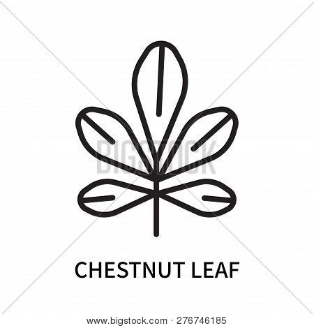 Chestnut Leaf Icon Isolated On White Background. Chestnut Leaf Icon Simple Sign. Chestnut Leaf Icon 