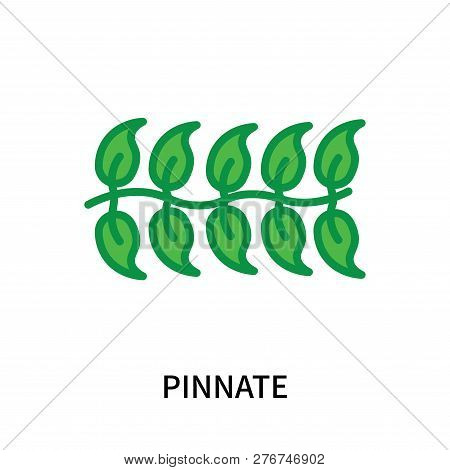 Pinnate Icon Isolated On White Background. Pinnate Icon Simple Sign. Pinnate Icon Trendy And Modern 