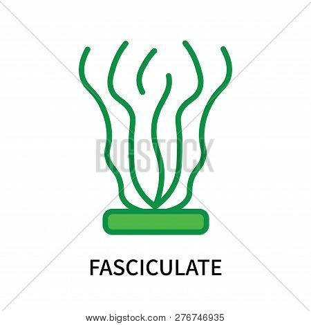 Fasciculate Icon Isolated On White Background. Fasciculate Icon Simple Sign. Fasciculate Icon Trendy