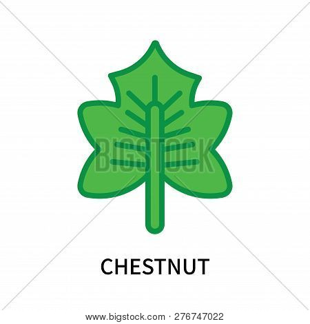 Chestnut Icon Isolated On White Background. Chestnut Icon Simple Sign. Chestnut Icon Trendy And Mode