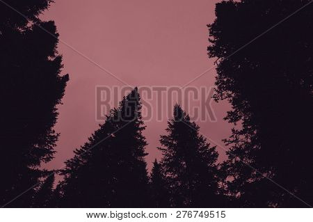 Dark Silhouettes Of High Pines And Spruces From Below Upwards On Background Of Clear Gloomy Pink Sky