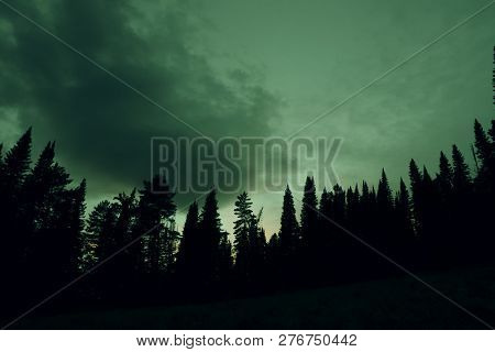 Dark Silhouettes Of High Pines And Spruces From Below Upwards On Background Of Cloudy Sky In Gloomy 