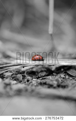 Ladybug Goes Through The Forest In Gray Shades. Vertical Photography