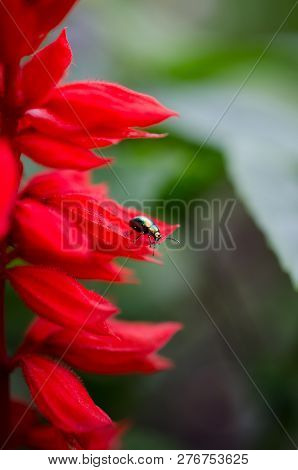 Colorful Beetle Crawling On A Beautiful Red Flower