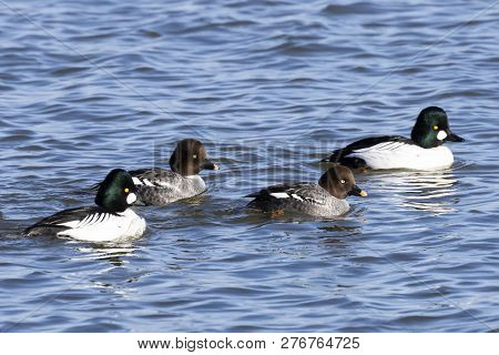Goldeneye Duck On Lake Michigan, Wisconsin River In Manitowoc