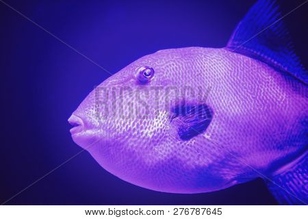 underwater photography of a fish swimming in freshwater aquarium
