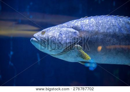 underwater photography of a fish swimming in freshwater aquarium