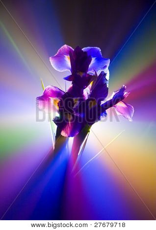 Iris