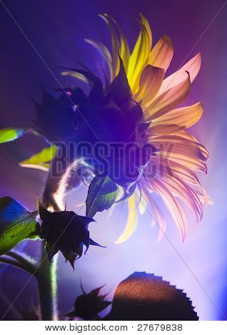 Helianthus