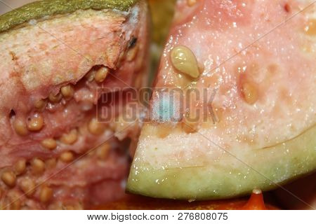 Mold On Pink Apple Guava (psidium Guajava) Fruit