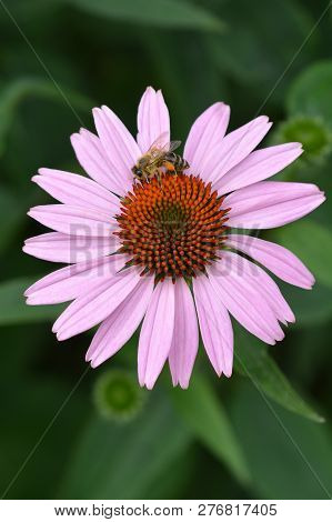 Pink Coneflower Rubinstern And Honey Bee - Latin Name - Echinacea Purpurea Rubinstern
