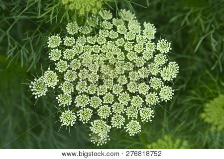 Toothpick Bullwort Blutenball - Latin Name - Ammi Visnaga Blutenball