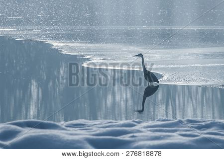 Grey Heron Frozen Lake At Winter. Winter Lake Scene.