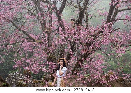 Beautiful Woman With Paphiopedilum Flowers At Doi Inthanon,pink Sakura Flower At Paphiopedilum Orchi
