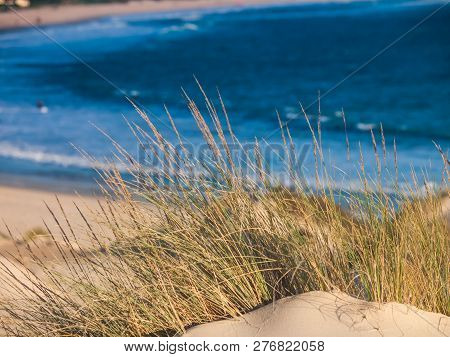 Dune With Beachgrass In Tarifa, Costa De La Luz, Spain, Europe