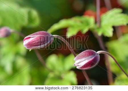 Japanese Anemone Splendens - Latin Name - Anemone Hupehensis Var. Japonica Splendens