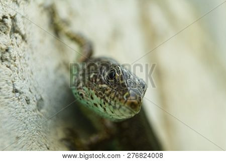 Gray-green Lizard On The Stone Macrophotography. Lizard Eyes, Lizard In A Blur.