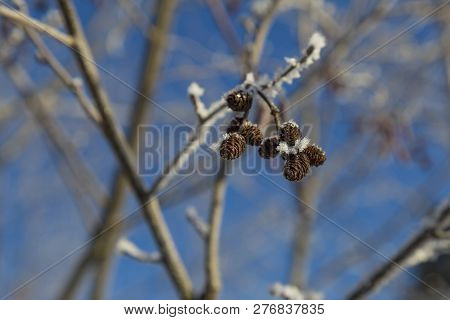 Alder ( Alnus ) Branches With Catkins In The Snow On A Natural Blurred Background. Snow-covered Bran