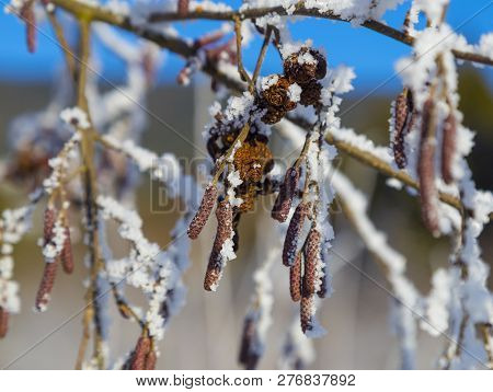 Alder ( Alnus ) Branches With Catkins In The Snow On A Natural Blurred Background. Snow-covered Bran