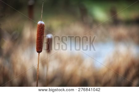 Reed Mace, A Brown, Sausage Shaped Seed Headed Plant Found In Wetland Environments And Often Confuse