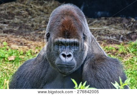 Portrait Of A Dominant Male Gorilla. Big Adult Ape Sits In A Grass And Looks In A Distance. African 