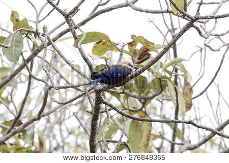 Blue Bellied Roller (coracias Cyanogaster) In Tree