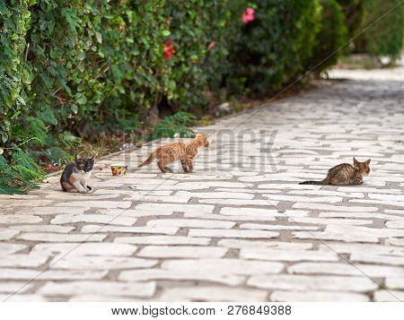 Houseless Cat With Its Hungry Kittens On Street.