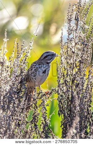 Adorable House Finch Grips Branches Of His Perch Tighly While Eating Seeds Off Another Bush.