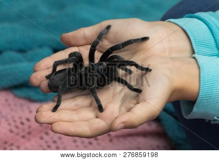 Child Holding A Tarantula