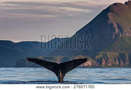 Humpback whale. Its name is either due to the dorsal fin, a form resembling a hump, or from the habit of swimming strongly back arched. The water area near the Kamchatka Peninsula.