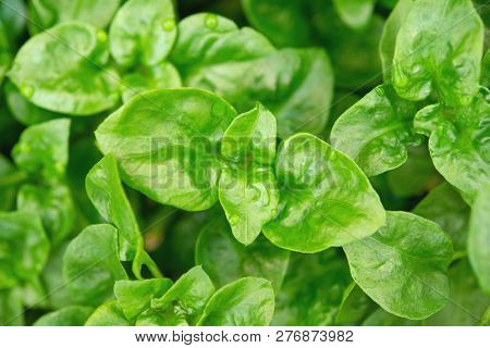 Fresh green Brazilian spinach plant background.