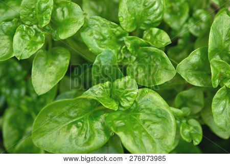 Fresh green Brazilian spinach plant background.